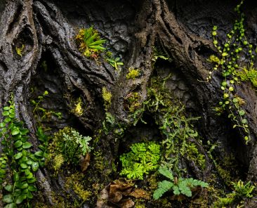 Terrarium achterwand maken