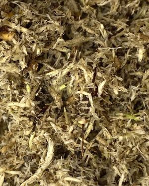 Tropical Moss Mix