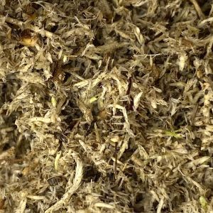 Tropical Moss Mix