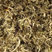 Tropical Moss Mix