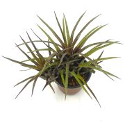 Vriesea Flammea 2