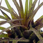 Vriesea Flammea 3