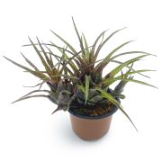 Vriesea Flammea
