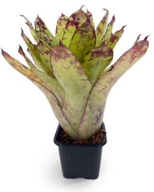 Neoregelia Winnie the Pooh Hybrid