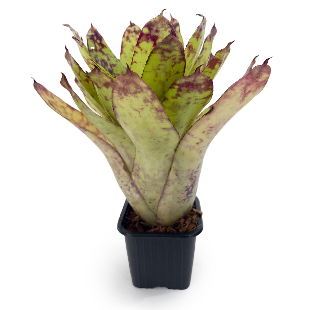 Neoregelia Winnie the Pooh hybrid 2