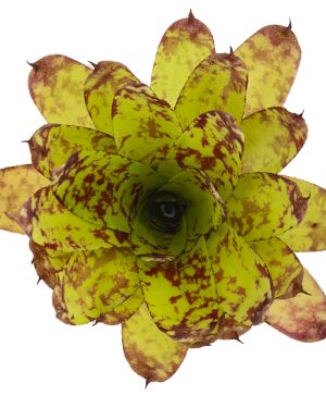 Neoregelia Winnie the Pooh Hybrid