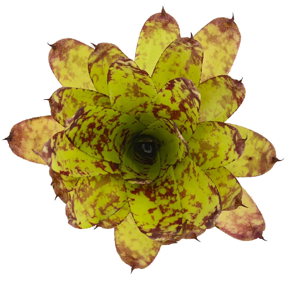 Neoregelia Winnie the Pooh hybrid