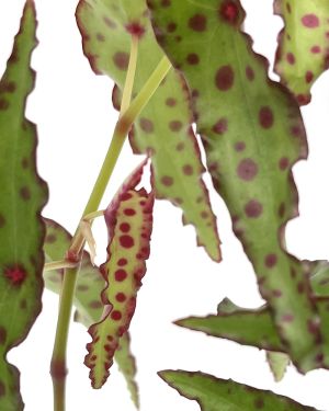 Begonia Melanobullata