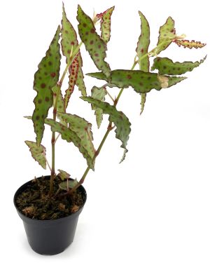 Begonia Melanobullata