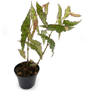 Begonia Melanobullata