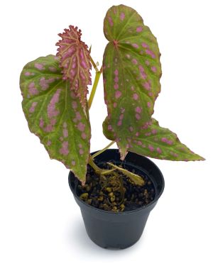 Begonia Negrosensis