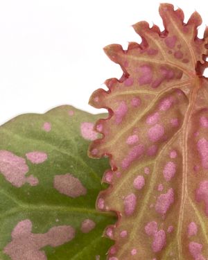 Begonia Negrosensis
