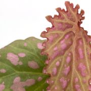 begonia negrosensis 1