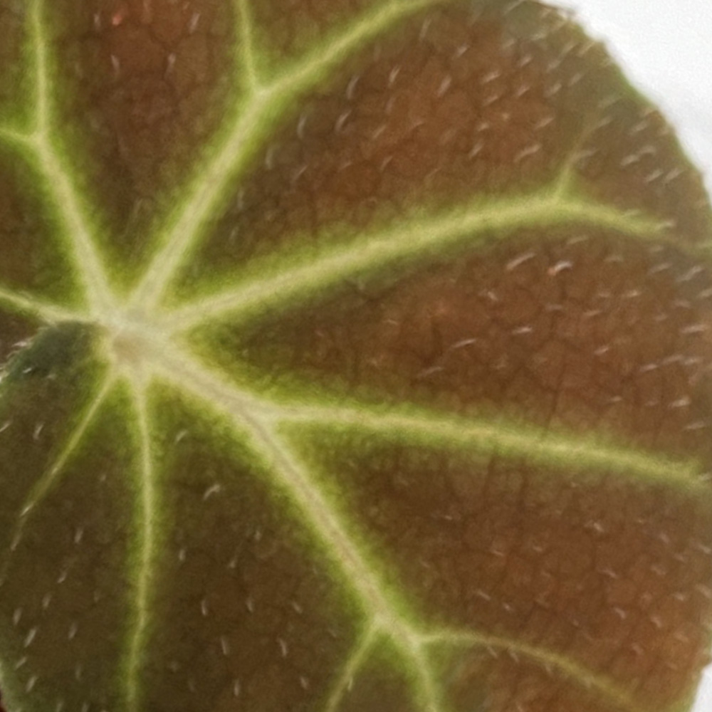 Begonia Olsoniae 2
