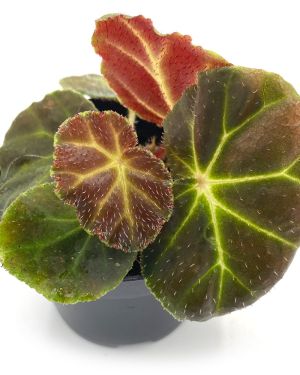 Begonia Olsoniae