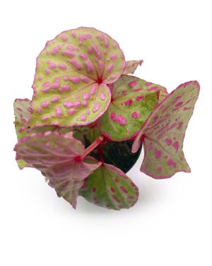 Begonia Roseopunctata