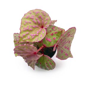 Begonia Roseopunctata