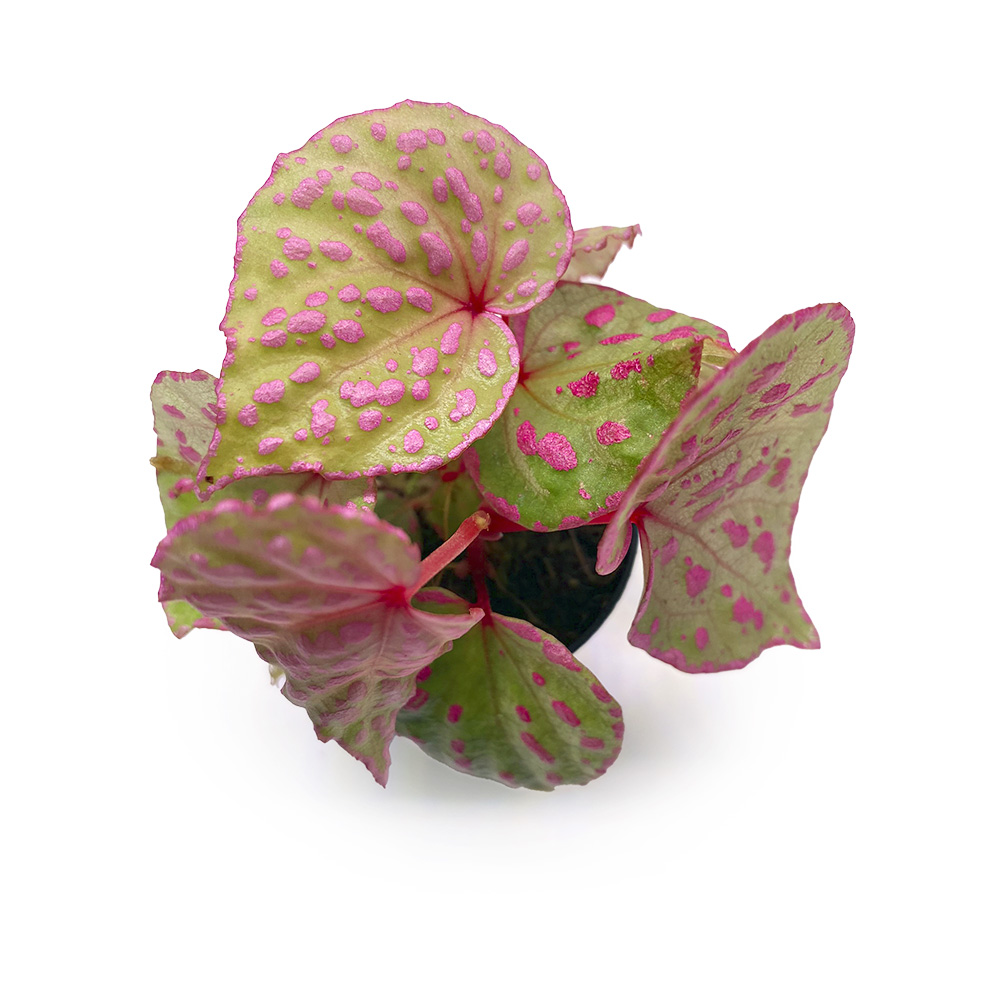 begonia roseopunctata