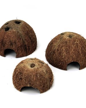 Half coconut