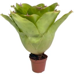 Neoregelia Johanis x Concentrica 2