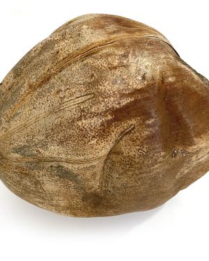 Coconut shell