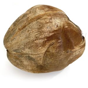 Coconut shell