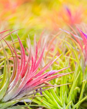 Air Plants