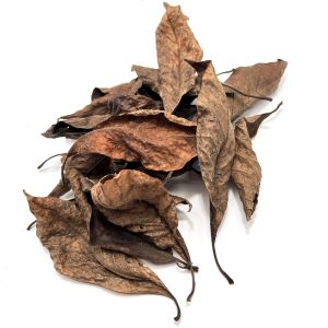 Magnolia leaves