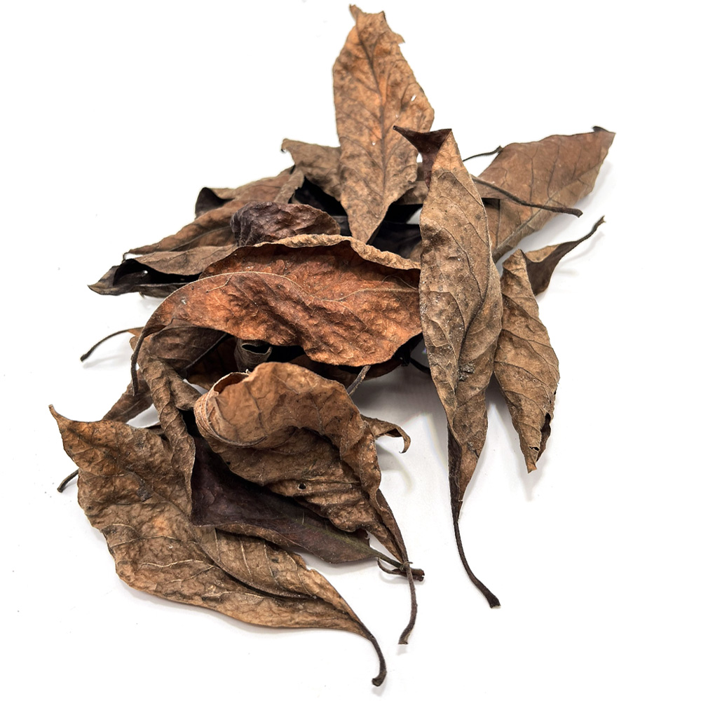 Magnolia leaves