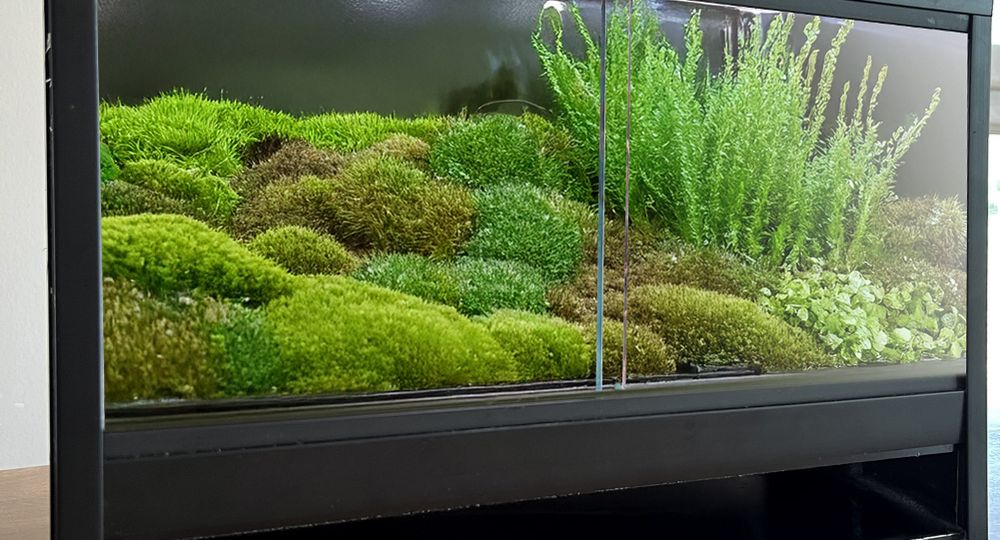 waarom mos in terrarium