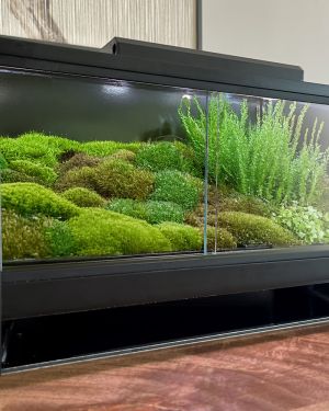 Mini Ecosystem Mossarium
