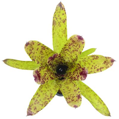 Neoregelia Cheers