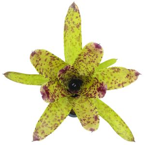 Neoregelia Cheers
