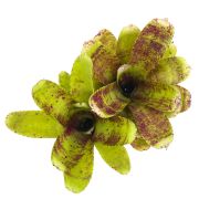 neoregelia cougar