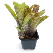 neoregelia cougar 2