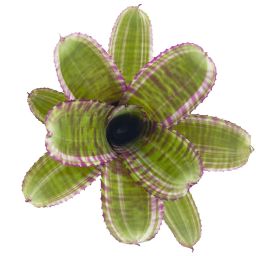 neoregelia live wire x moondust en 1