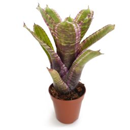 neoregelia live wire x moondust en 2