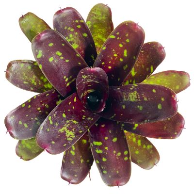 Neoregelia Royal Burgundy x Fireball