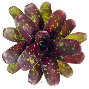 Neoregelia Royal Burgundy x Fireball