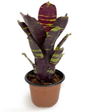 Neoregelia Savoy Truffle