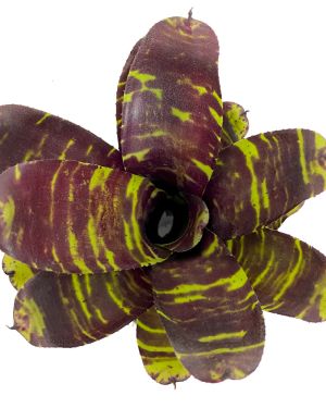 Neoregelia Savoy Truffle