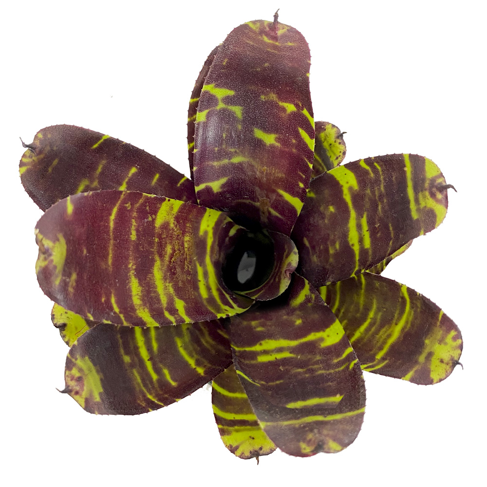 neoregelia savoy truffle