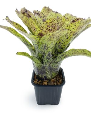 Neoregelia Shamrock