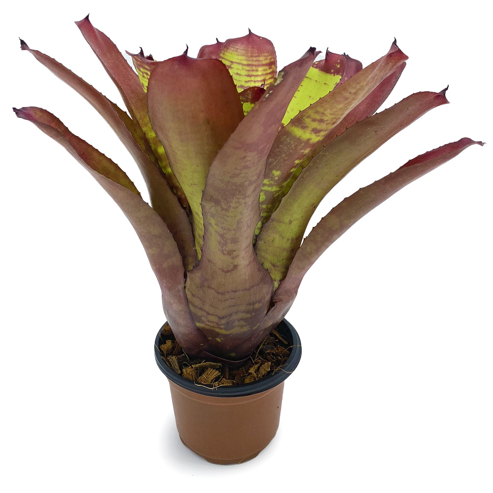 neoregelia sunshine smile