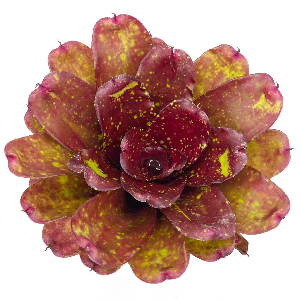 neoregelia walking tall en