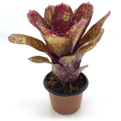 Neoregelia Walking Tall S