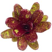 neoregelia walking tall S