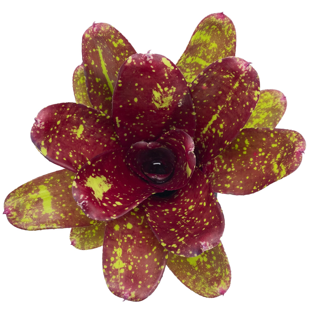 neoregelia walking tall S