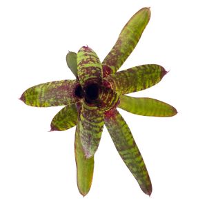 Neoregelia Wild Tiger x Wild Rabbit
