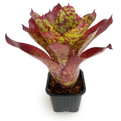 Neoregelia Winnie the Pooh